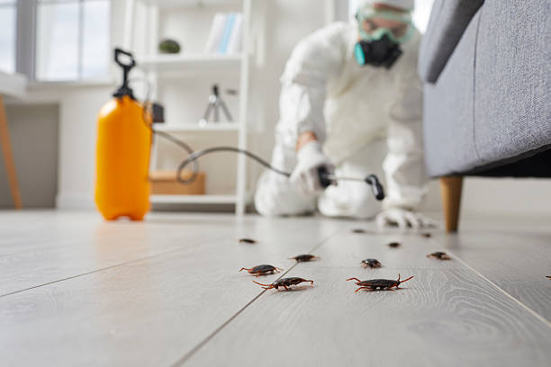 Commercial Kitchen Cockroach Control in Ellisville